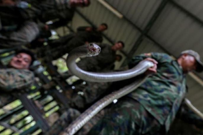 Cobra Gold Drill